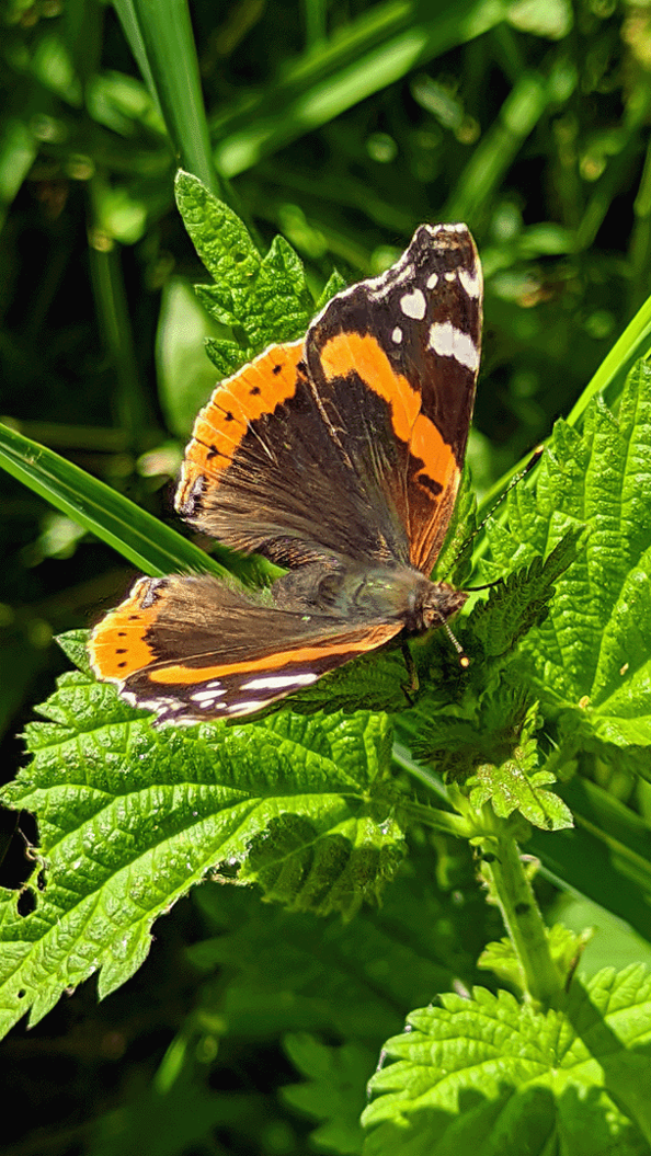 A vibrant Red Admiral butterfly perched delicately on a fresh green leaf